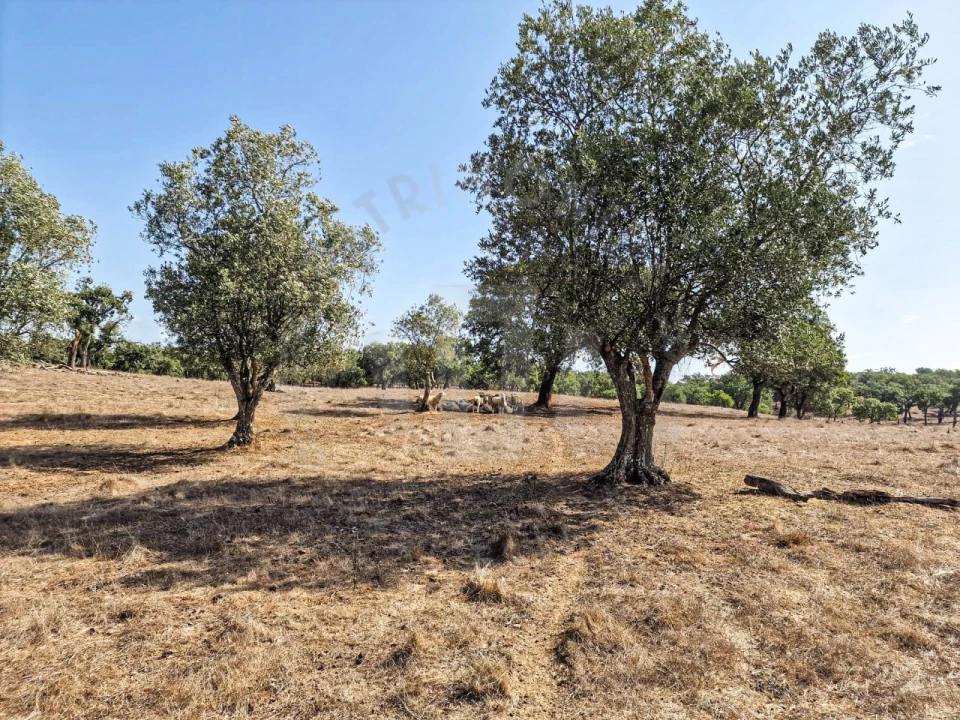 Quinta T1 para Venda em Santiago do Cacém, Santa Cruz e São Bartolomeu da Serra Foto 22