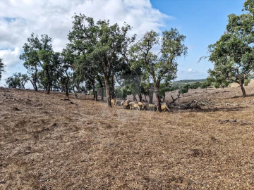 Quinta T1 para Venda em Santiago do Cacém, Santa Cruz e São Bartolomeu da Serra