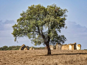 Quinta T1 para Venda em Santiago do Cacém, Santa Cruz e São Bartolomeu da Serra