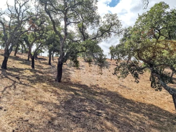 Quinta T1 para Venda em Santiago do Cacém, Santa Cruz e São Bartolomeu da Serra