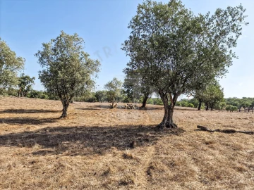 Quinta T1 para Venda em Santiago do Cacém, Santa Cruz e São Bartolomeu da Serra