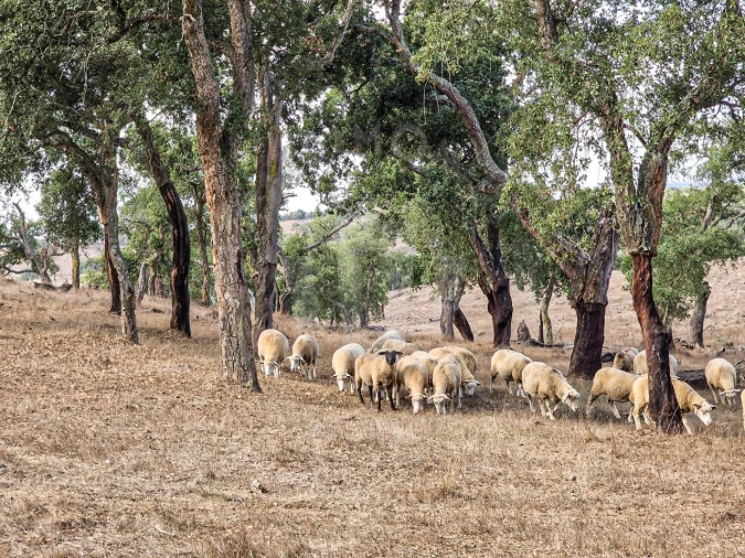 Quinta T1 para Venda em Santiago do Cacém, Santa Cruz e São Bartolomeu da Serra Foto 11