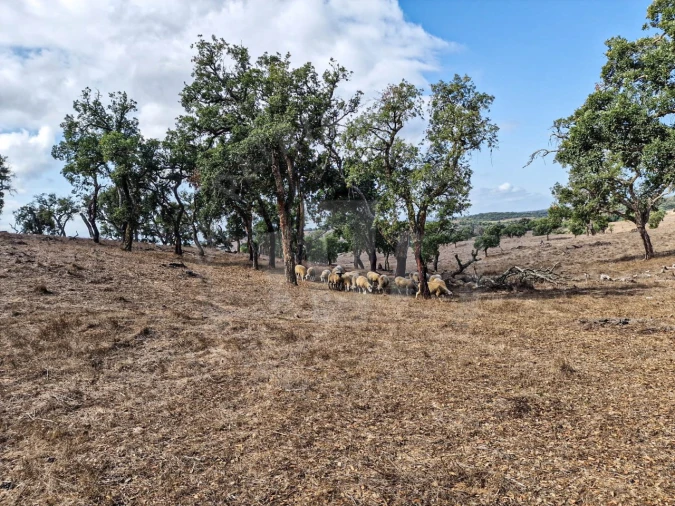 Quinta T1 para Venda em Santiago do Cacém, Santa Cruz e São Bartolomeu da Serra Foto 13
