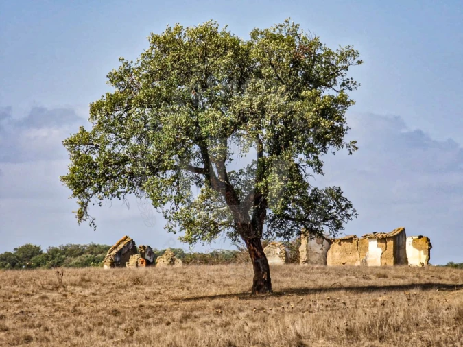 Quinta T1 para Venda em Santiago do Cacém, Santa Cruz e São Bartolomeu da Serra