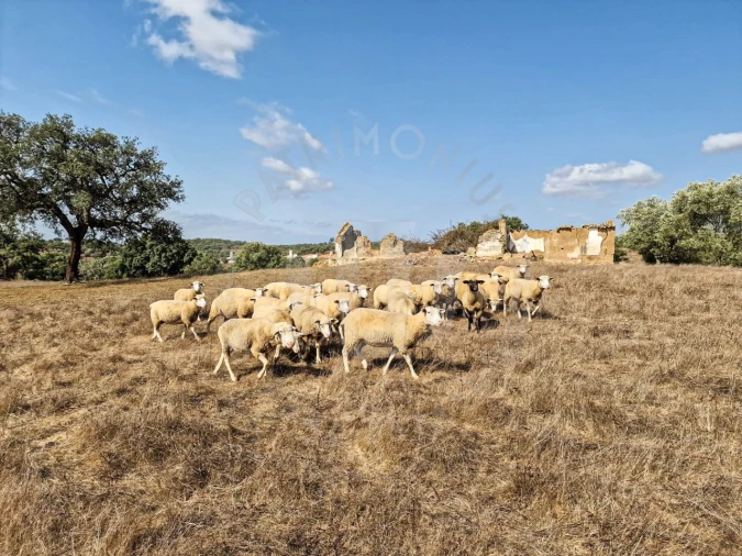 Quinta T1 para Venda em Santiago do Cacém, Santa Cruz e São Bartolomeu da Serra Foto 18