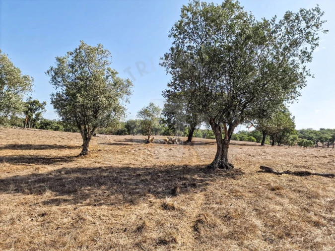 Quinta T1 para Venda em Santiago do Cacém, Santa Cruz e São Bartolomeu da Serra Foto 22