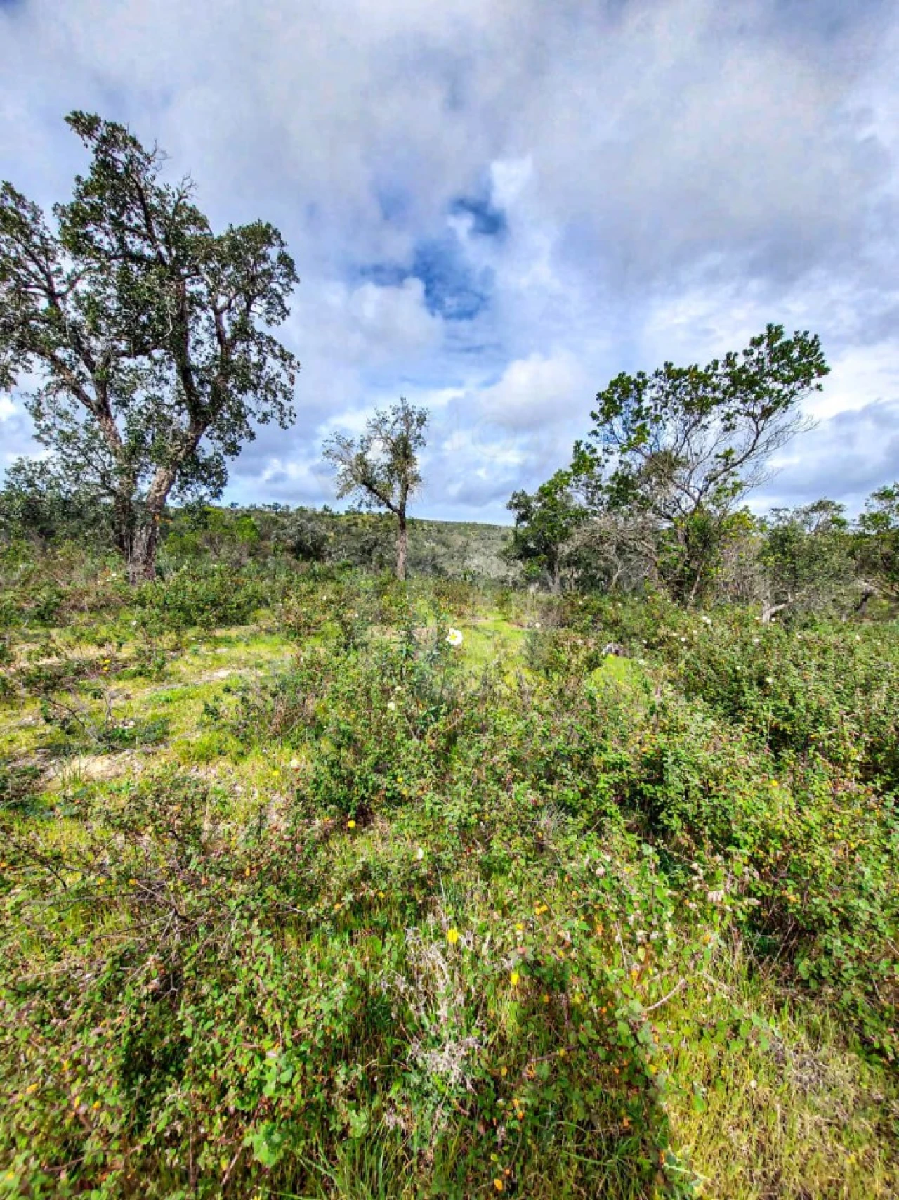 Terreno Agricola ou Rústico para Venda em Grândola e Santa Margarida da Serra Foto 2