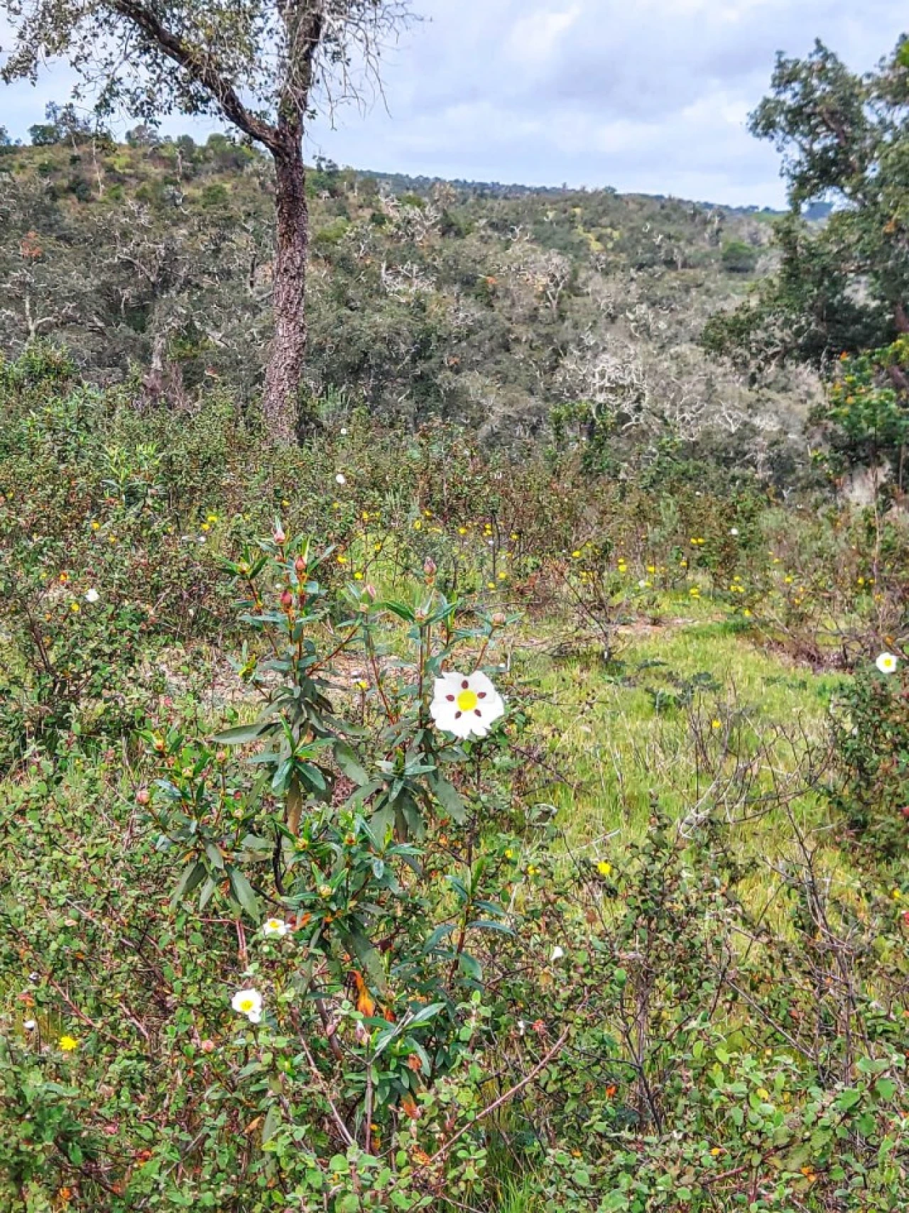 Terreno Agricola ou Rústico para Venda em Grândola e Santa Margarida da Serra Foto 3