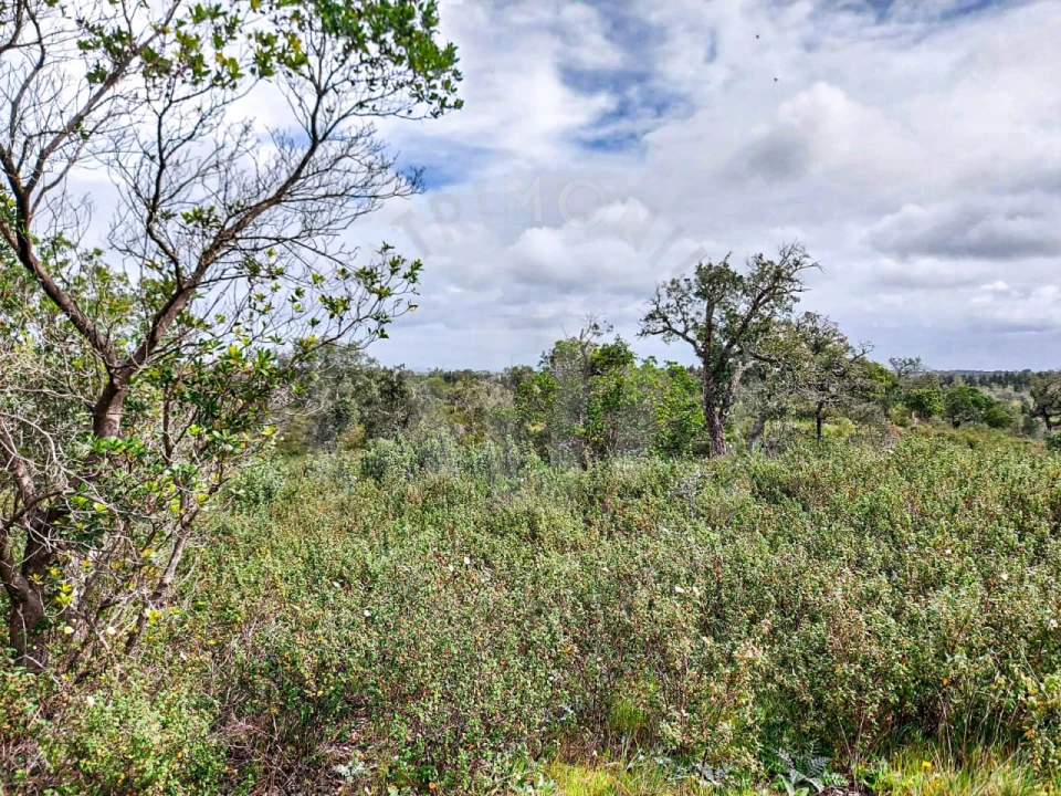 Terreno Agricola ou Rústico para Venda em Grândola e Santa Margarida da Serra Foto 4