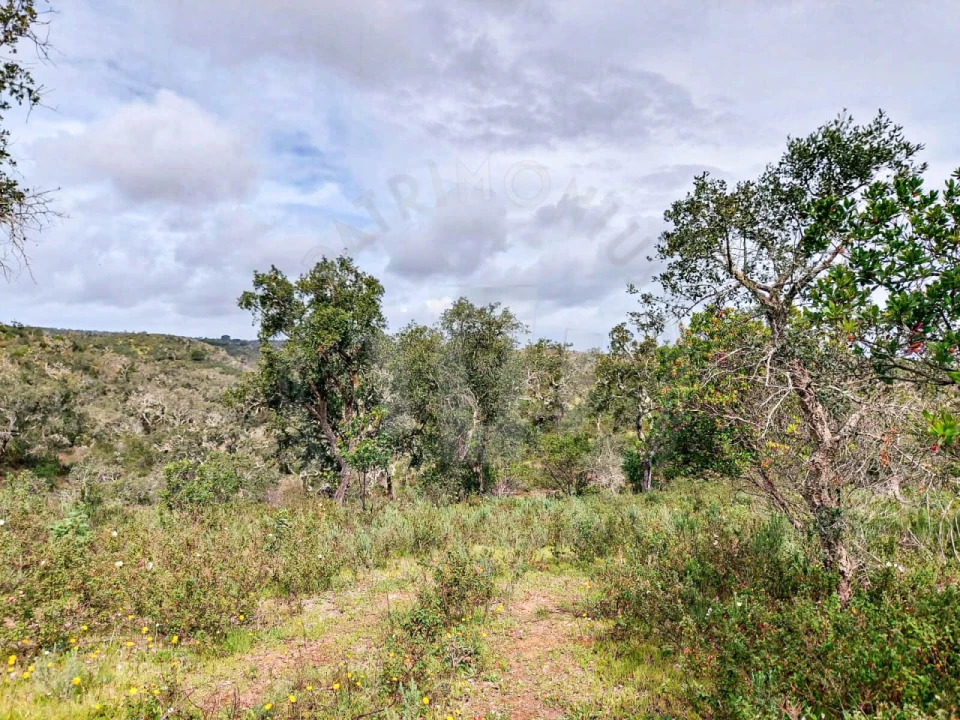 Terreno Agricola ou Rústico para Venda em Grândola e Santa Margarida da Serra Foto 5