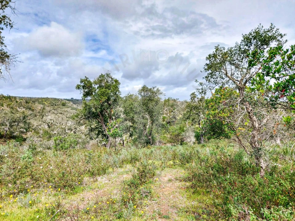 Terreno Agricola ou Rústico para Venda em Grândola e Santa Margarida da Serra Foto 6