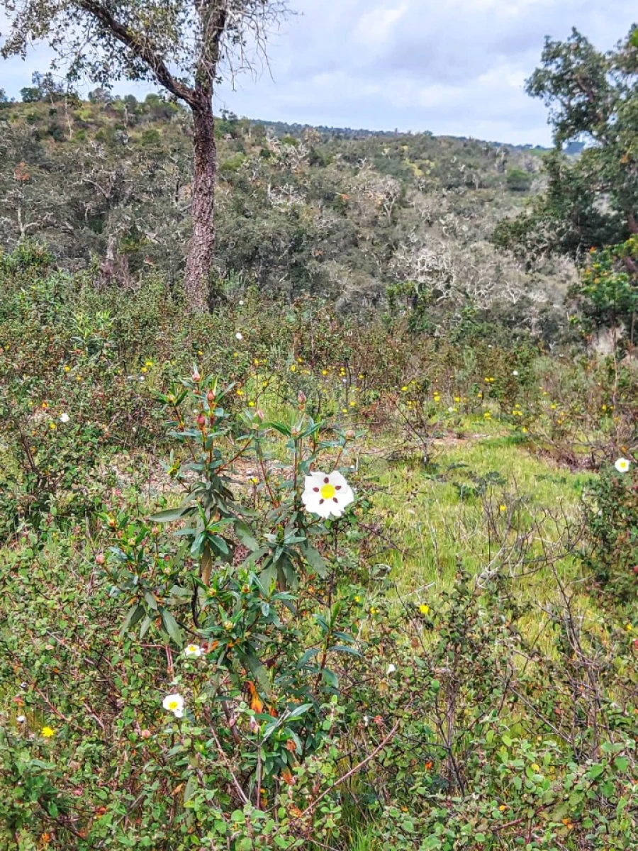 Terreno Agricola ou Rústico para Venda em Grândola e Santa Margarida da Serra Foto 3