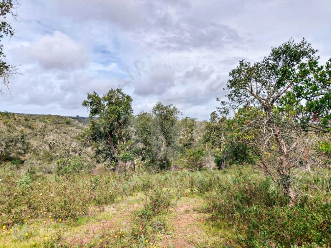 Terreno Agricola ou Rústico para Venda em Grândola e Santa Margarida da Serra Foto 5