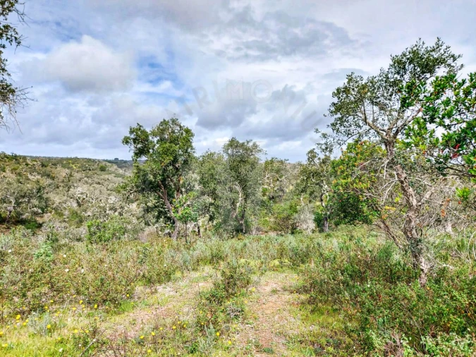 Terreno Agricola ou Rústico para Venda em Grândola e Santa Margarida da Serra Foto 6