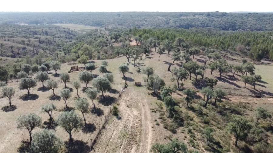 Quinta T1 para Venda em Abela Foto 4