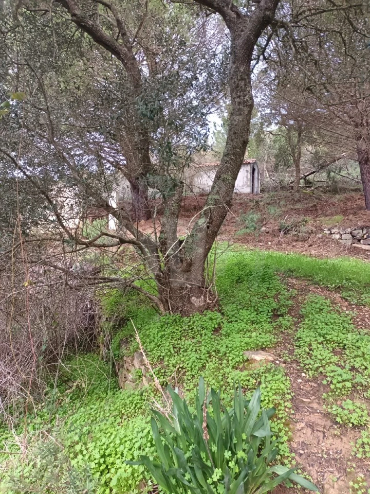 Quinta T4 para Venda em São Teotónio Foto 6