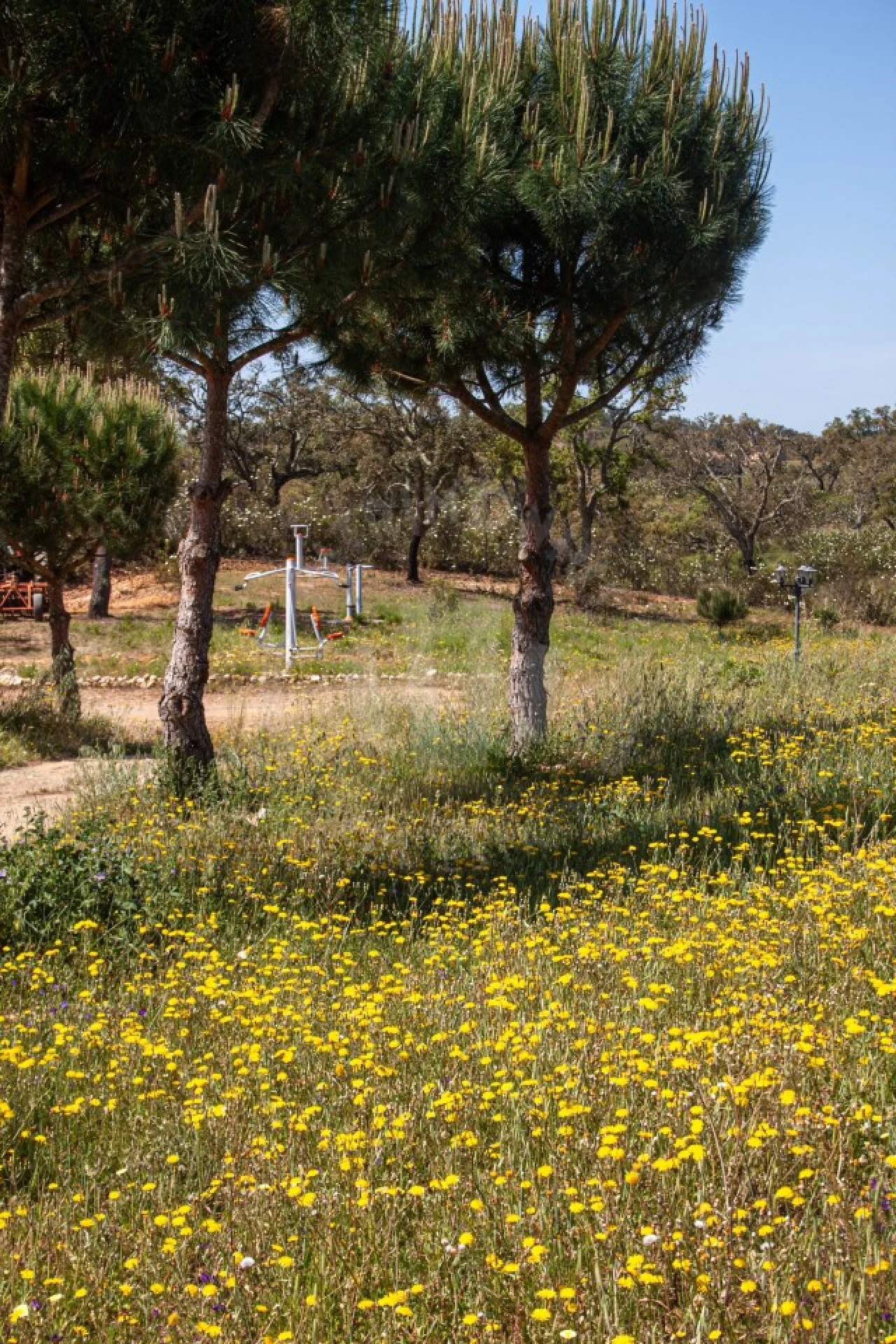 Quinta T17 para Venda em São Domingos e Vale de Água Foto 50