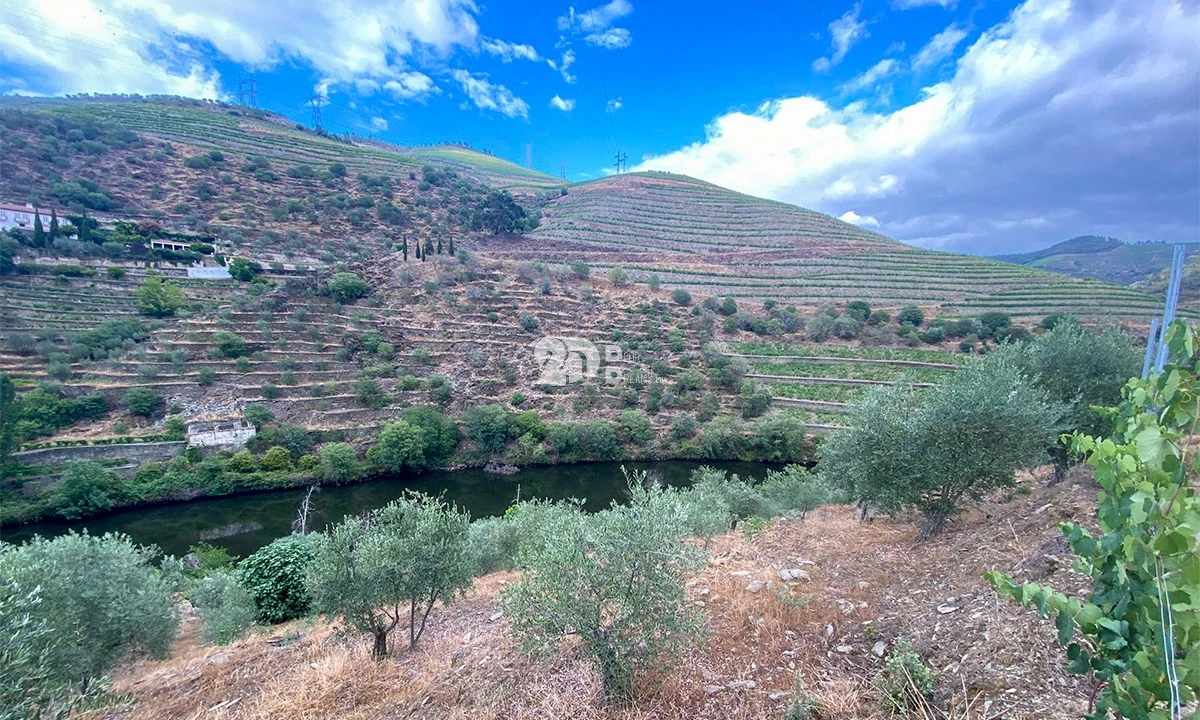 Terreno Agricola ou Rústico para Venda em Barcos e Santa Leocádia Foto 7
