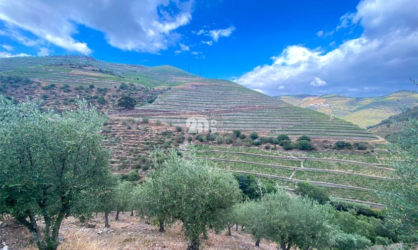Terreno Agricola ou Rústico para Venda em Barcos e Santa Leocádia Foto 6