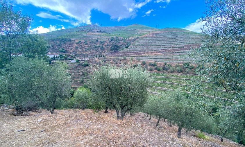 Terreno Agricola ou Rústico para Venda em Barcos e Santa Leocádia Foto 8