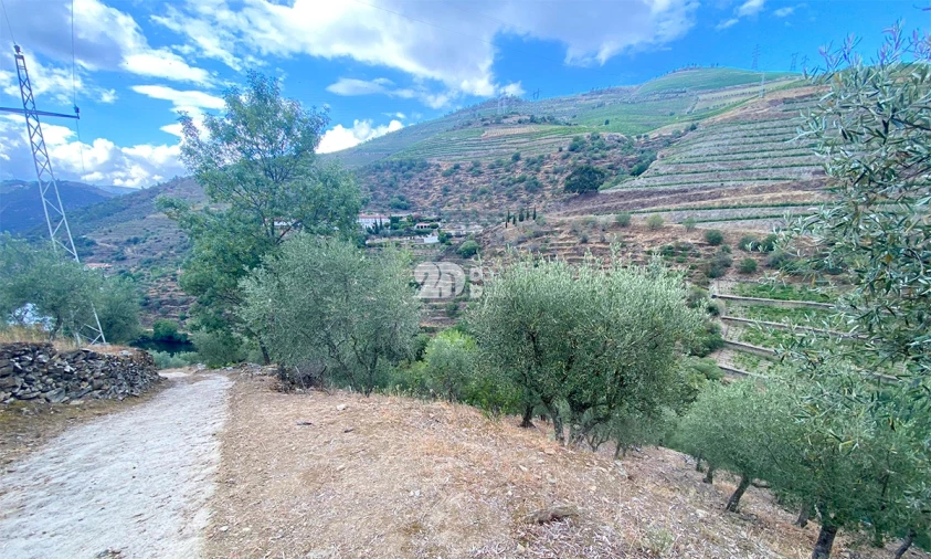 Terreno Agricola ou Rústico para Venda em Barcos e Santa Leocádia Foto 9