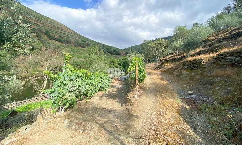 Terreno Agricola ou Rústico para Venda em Barcos e Santa Leocádia Foto 13