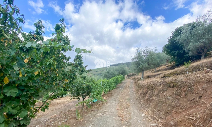 Terreno Agricola ou Rústico para Venda em Barcos e Santa Leocádia Foto 10