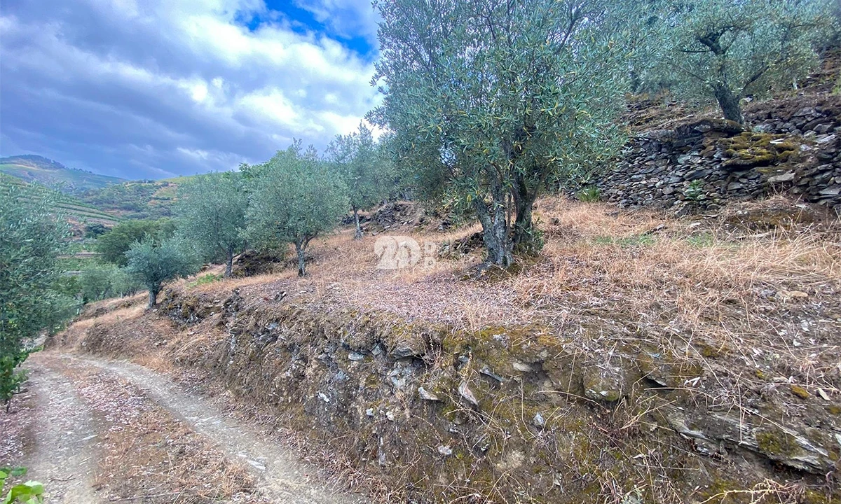 Terreno Agricola ou Rústico para Venda em Barcos e Santa Leocádia Foto 2