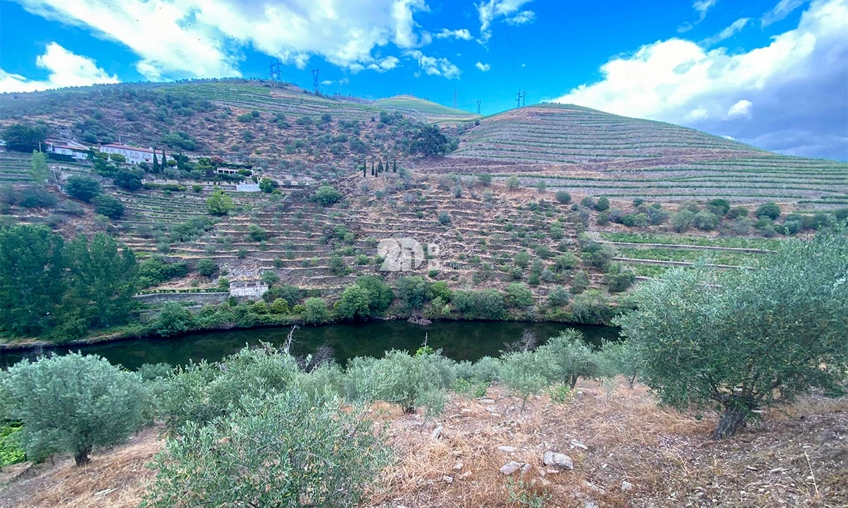 Terreno Agricola ou Rústico para Venda em Barcos e Santa Leocádia Foto 5