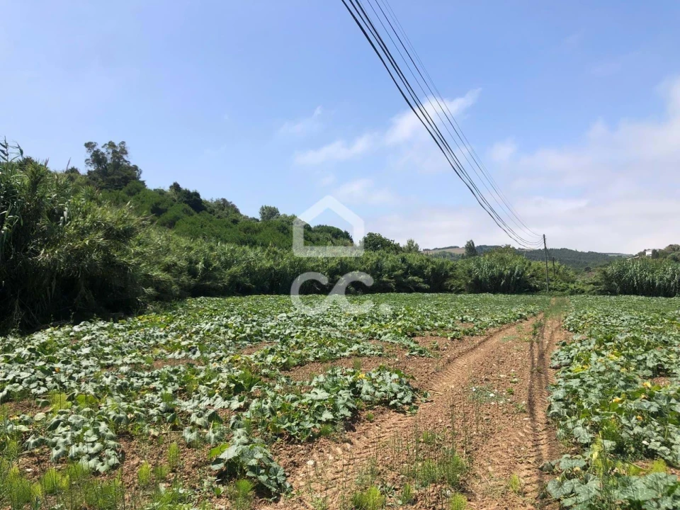 Terreno para Venda em Lourinhã e Atalaia Foto 6