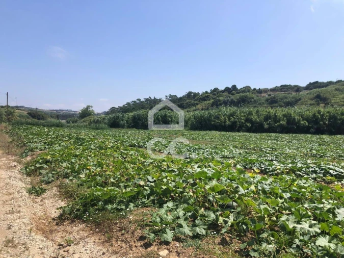 Terreno para Venda em Lourinhã e Atalaia Foto 4