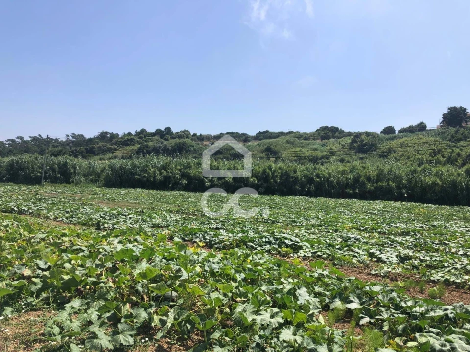 Terreno para Venda em Lourinhã e Atalaia Foto 5