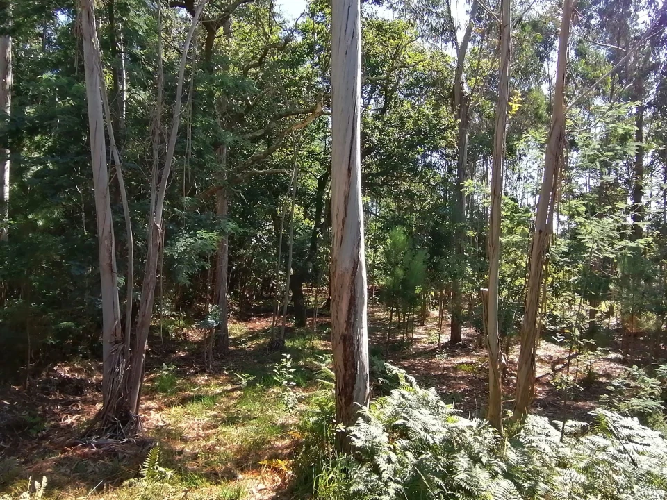 Terreno para Venda em Nogueira, Meixedo e Vilar de Murteda Foto 11