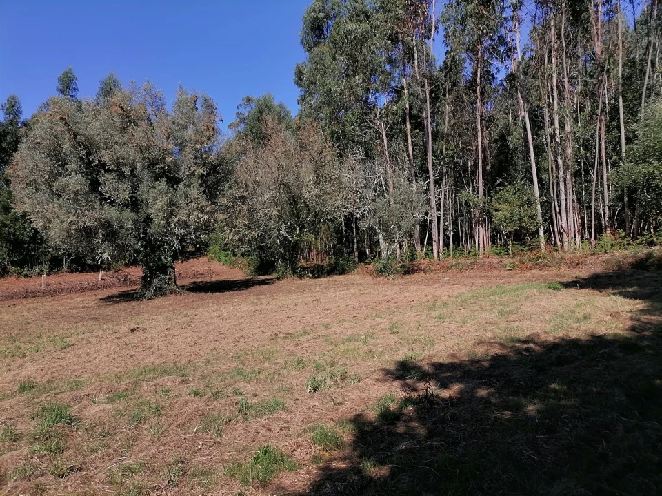 Terreno para Venda em Nogueira, Meixedo e Vilar de Murteda Foto 12