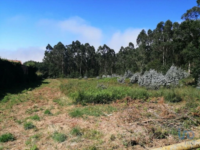 Terreno para Venda em São Romão de Neiva Foto 7