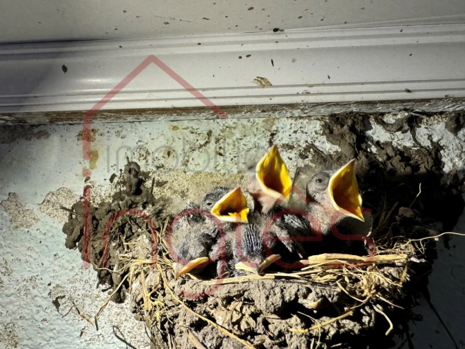 Moradia T5 para Venda em Chamusca e Pinheiro Grande Foto 20