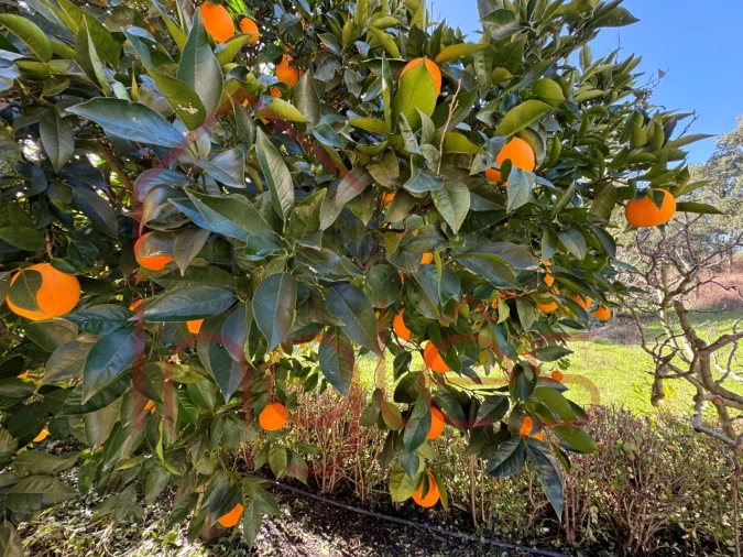 Quinta T11 para Venda em Raposa Foto 55