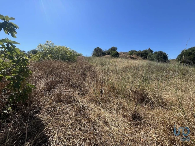 Terreno para Venda em Barão de São Miguel Foto 4