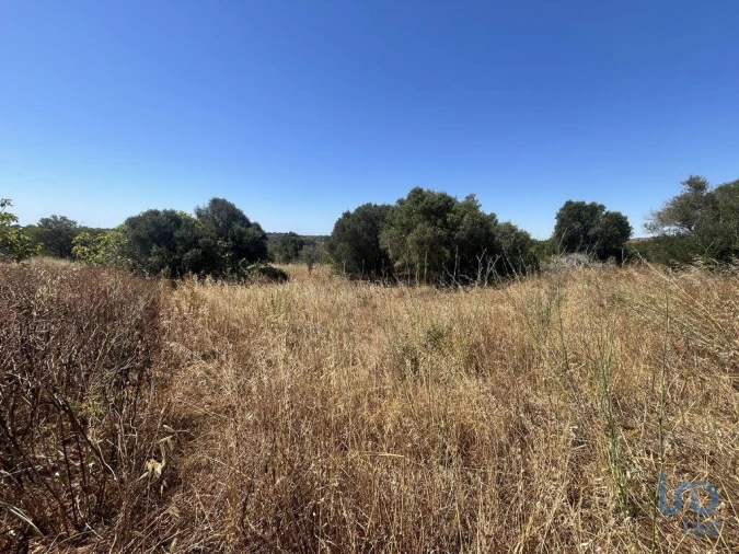 Terreno para Venda em Barão de São Miguel Foto 7