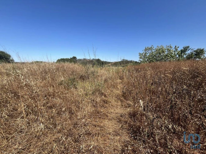 Terreno para Venda em Barão de São Miguel Foto 6