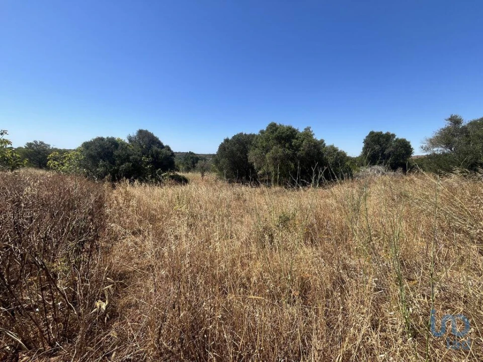 Terreno para Venda em Barão de São Miguel Foto 7
