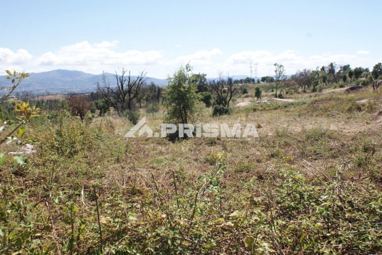Terreno para Venda em Pero Viseu Foto 24