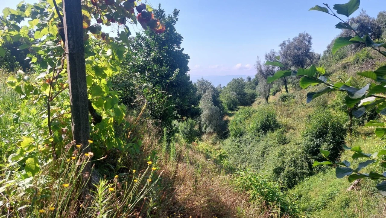 Terreno para Venda em Vilela, Seramil e Paredes Secas Foto 5