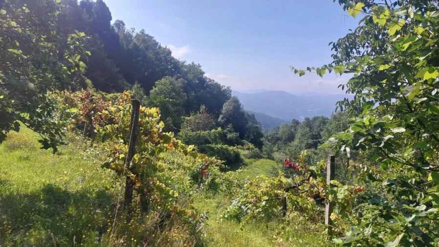 Terreno para Venda em Vilela, Seramil e Paredes Secas Foto 4