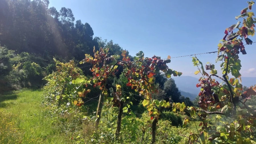 Terreno para Venda em Vilela, Seramil e Paredes Secas Foto 3