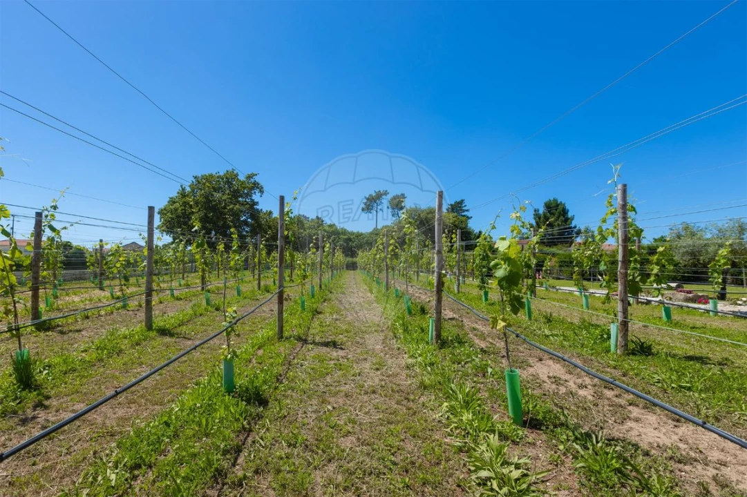 Quinta T10 para Venda em Antas e Abade de Vermoim Foto 4