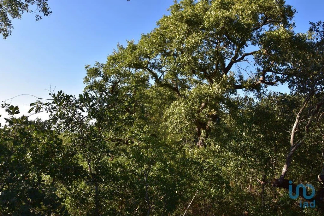 Terreno para Venda em Chãos Foto 15