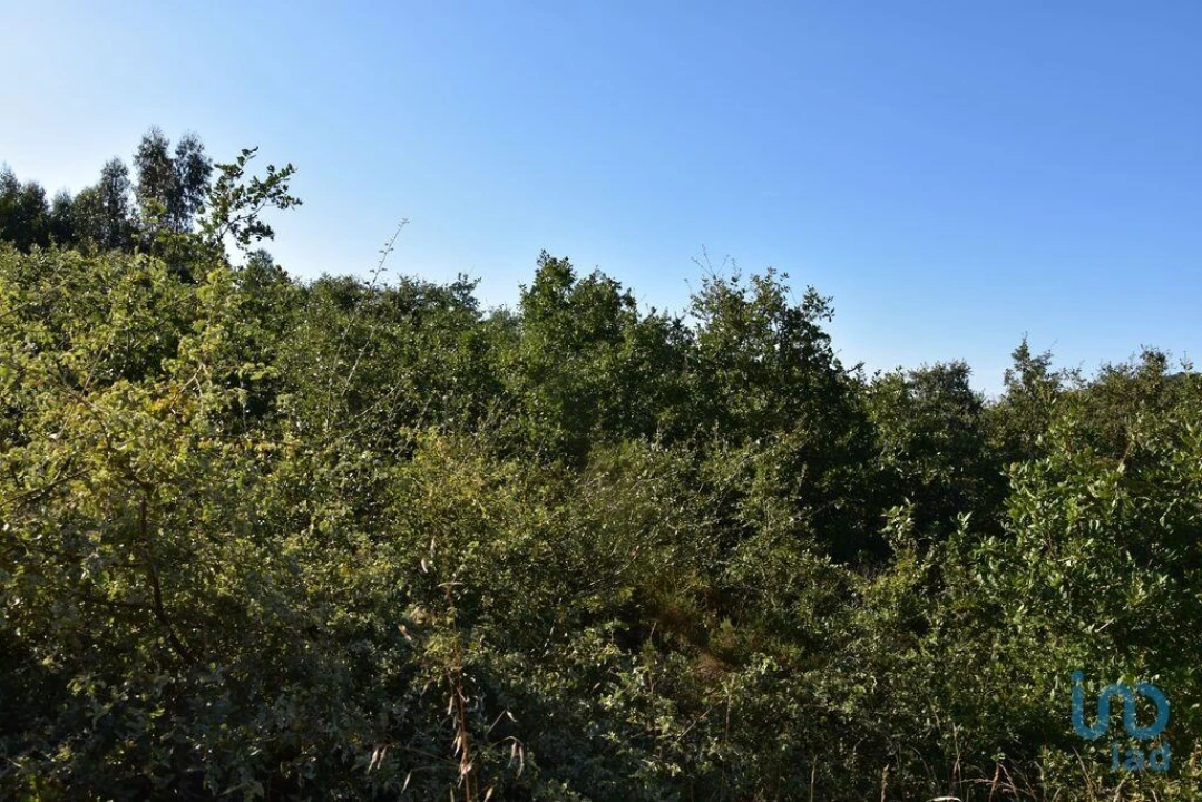 Terreno para Venda em Chãos Foto 11