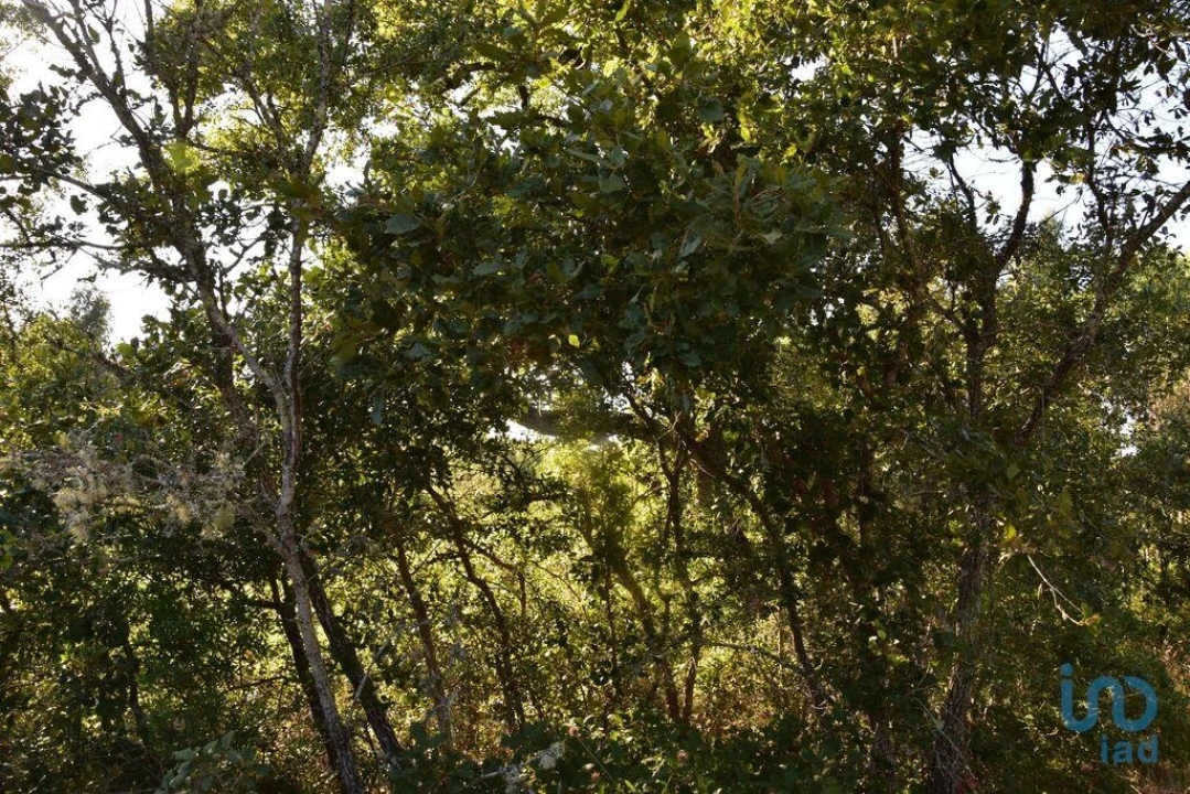 Terreno para Venda em Chãos Foto 14