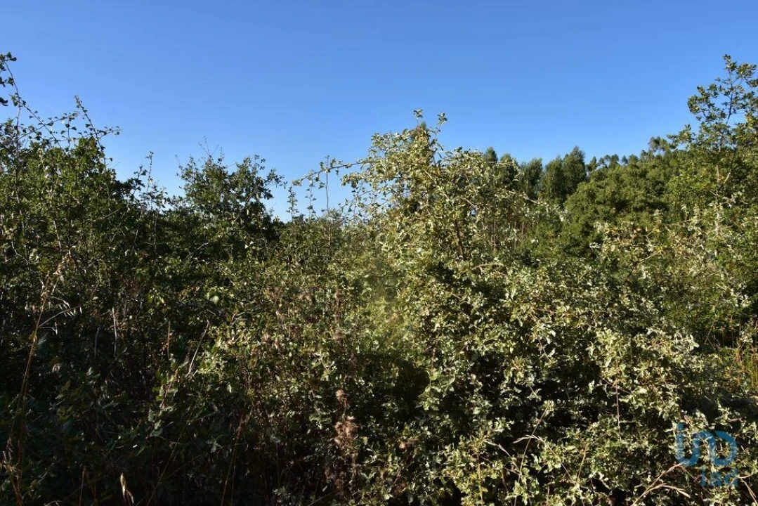 Terreno para Venda em Chãos Foto 10
